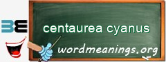 WordMeaning blackboard for centaurea cyanus